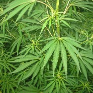 Cannabis Use by Country Statistics Cannabis Use by Country Statistics