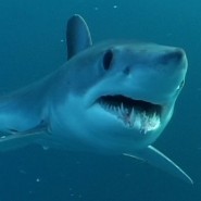 Shark Attack Fatalities Shark Attack Fatalities