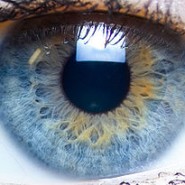 Eye Color Distribution Percentages Eye Color Distribution Percentages