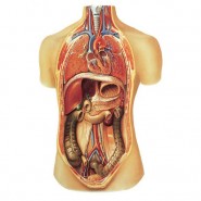 Human Body Statistics Human Body Statistics