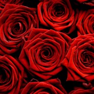 Valentines Day Statistics Valentines Day Statistics