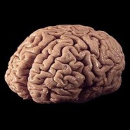 Human Brain Statistics Human Brain Statistics