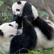 Giant Panda Statistics Giant Panda Statistics