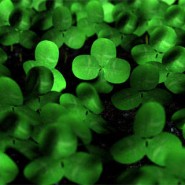 St. Patrick’s Day Statistics St. Patrick’s Day Statistics