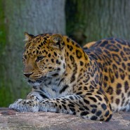 Endangered Species Statistics Endangered Species Statistics