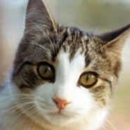 Cat Statistics Cat Statistics