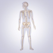 Human Skeleton Statistics Human Skeleton Statistics