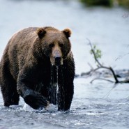 Bear Attack Statistics Bear Attack Statistics
