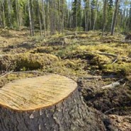 Tree Deforestation Statistics Tree Deforestation Statistics