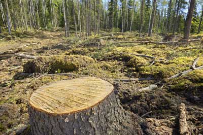 deforestation