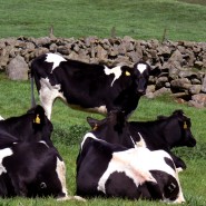Beef Cattle Production Statistics Beef Cattle Production Statistics